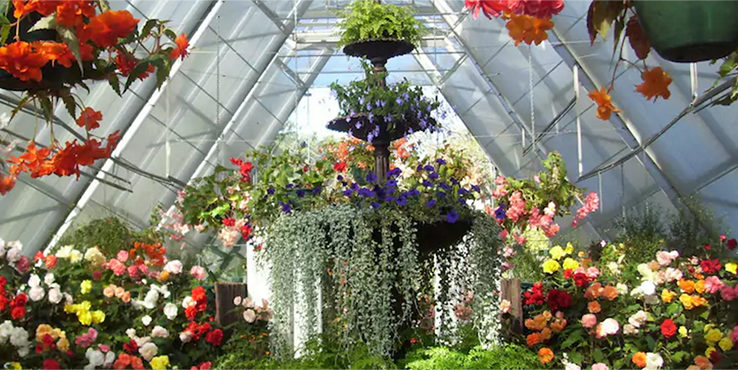 Begonias-in-full-bloom-grown-in-a-conservatory
