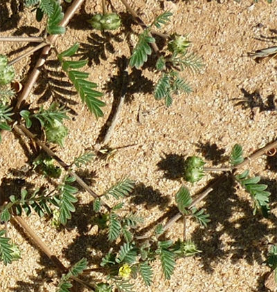 Bindi-weed growing along the ground