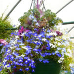 Blue-lobelia-grown-in-a-hanging-basket