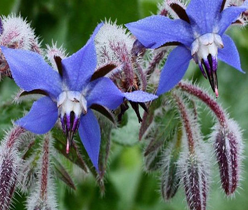 Borage-a-garden-plant-with-many-uses self seeds