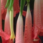 Brugmansia-Plant-The-Angels-Trumpet