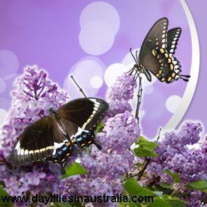 Butterfly-Garden