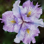 Californian-Pacific-Coast-Iris