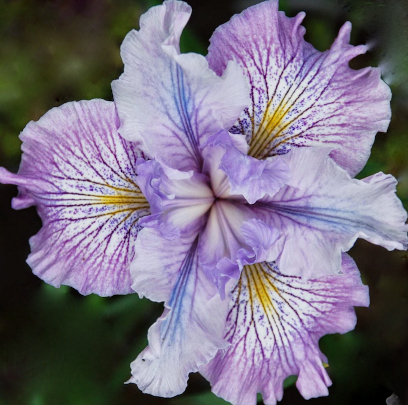 Californian-Pacific-Coast-Iris