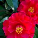 Red camellia glossy green leaves