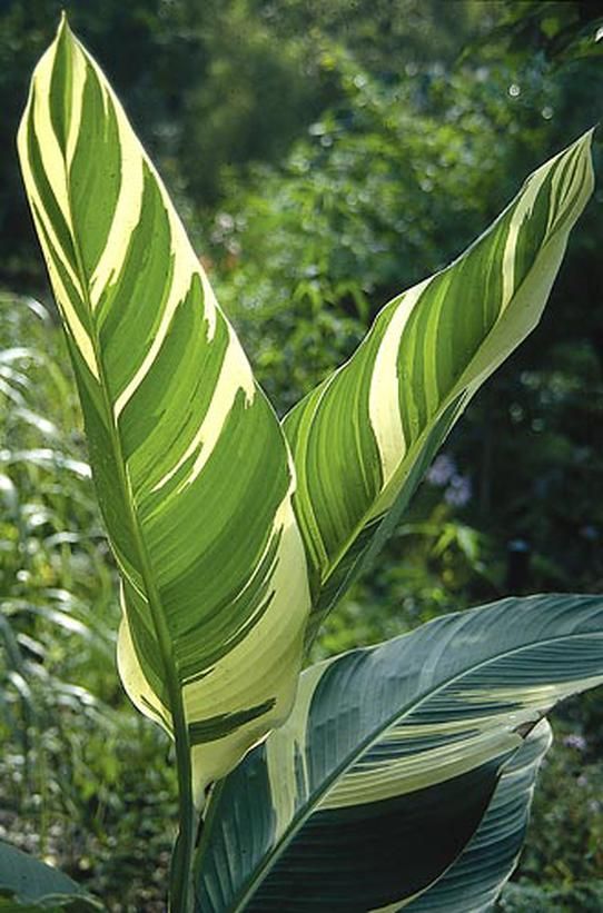 Canna Stutguart variegated leaves