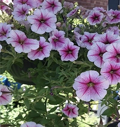 Caring-for-petunias-in-pots-and-containers