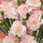 Carnations-propagation-methods