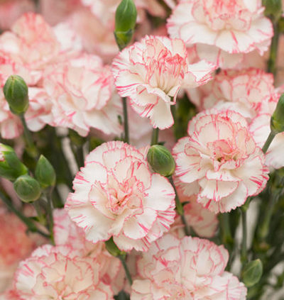 Carnations-propagation-methods