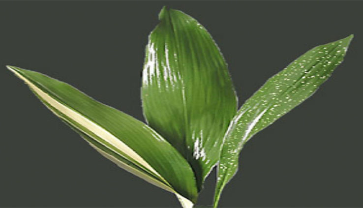 Cast-Iron-Plant-Variegated-Aspidistra-Elatior-Growing-Caring