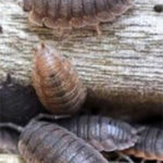 Control-Slaters-How-to-Get-Rid-of-Roley-Poleys-Pill-Bugs-Wood-Lice-Sowbugs