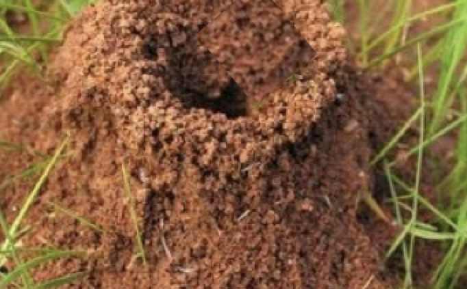 Large ant hill in the garden and lawn