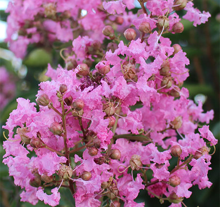 Crepe-Myrtle-bloom-continuously-all-summer-long
