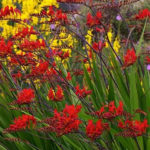Crocosmia-Lucifer-Bulbs-How-to-Care-Grow-Divide-After-Flowering