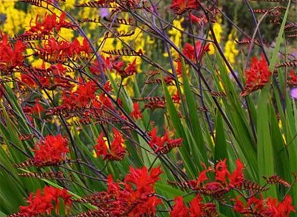 Crocosmia-Lucifer-Bulbs-How-to-Care-Grow-Divide-After-Flowering