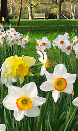 Daffodil Planting Guide Bulb in a park