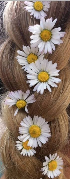 Daisy Daisies flowers plait in ladies hair