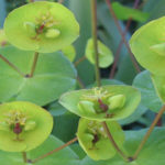 Bright green Euphorbias