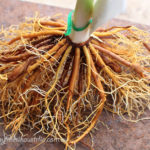Daylily Roots on Daylilies Australia