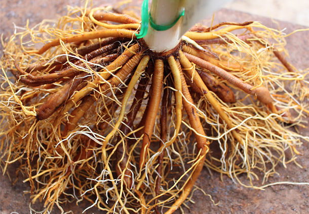 Daylily Roots on Daylilies Australia