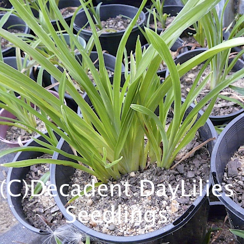 Daylily seedling