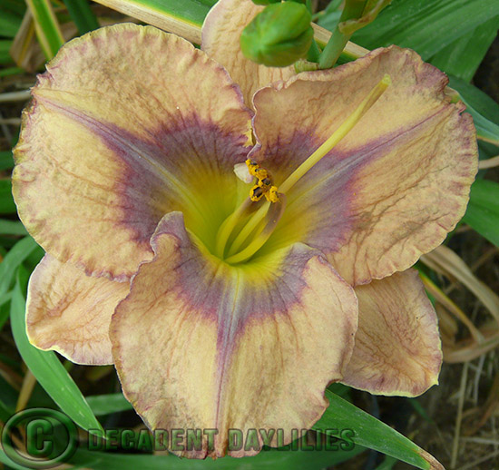 Daylily Root Rot