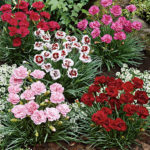 Mixed colours Dianthus Plants