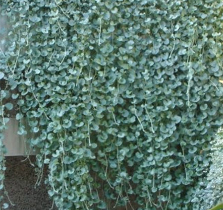 Dichondra-Silver-Falls-grows-in-hanging-baskets-or-spread-by-runners