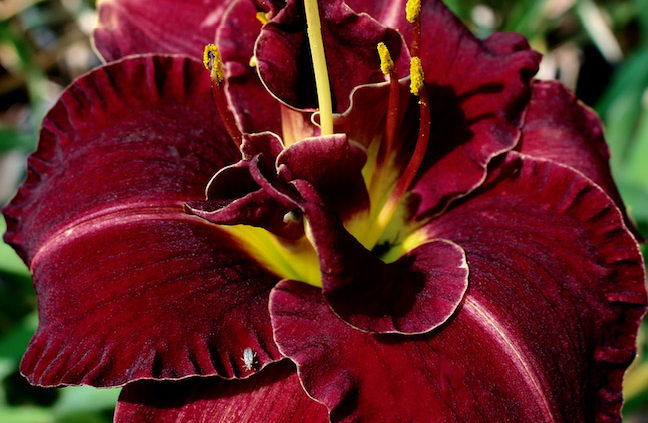 Double red Daylilies