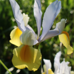 Dutch-Iris-spring-Bulbs