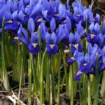 Dwarf-Iris-bulb-varieties