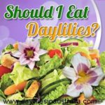 Edible daylilies in a salad