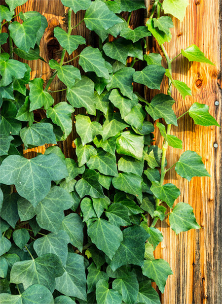 English-Ivy-plants-that-grow-on-walls