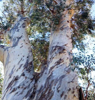 Eucalyptus-Gum-Tree-Facts