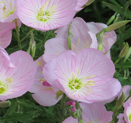 Evening Primrose Growing Conditions And Care Information