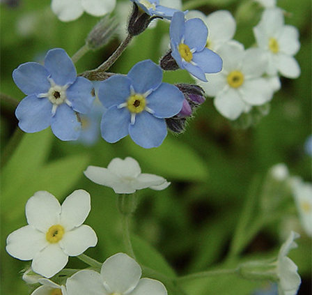Forget-Me-–Not-Plants-self-seed-throughout-your-garden