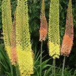 Foxtail-lily-Eremurus-robustus-plant-care