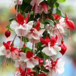 Fuchsia-Plant-Facts-from-Seed-to-Flowering