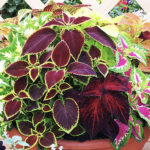 Garden-with-Coleus-Plants-or-use-as-Potted-Colour