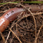 Earthworms in the Garden slithering along the ground