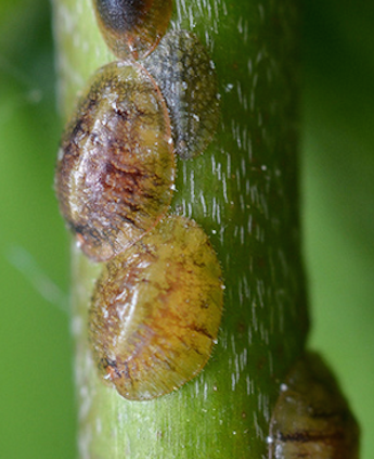 Get-Rid-of-Scale-Insects