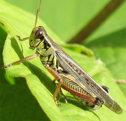 Grasshopper-garden-care-and-facts