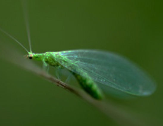 Green-Lacewing-predator-of-a-wide-range-of-garden-pests-including-aphids-whiteflies