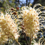 Grevillea banksii cream flower and seed pods