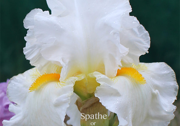 white TB-Iris-flowers with showy gold beards
