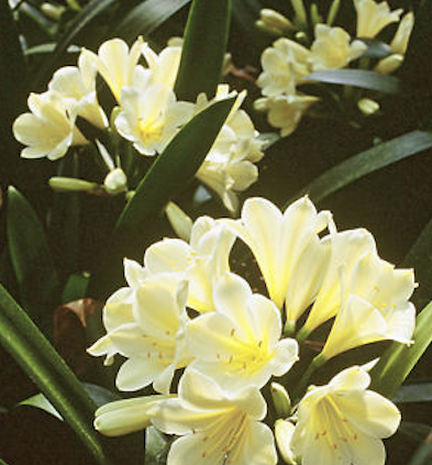 Yellow Clivias flowering