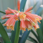 Growing-clivias-to-see-stunning-blooms