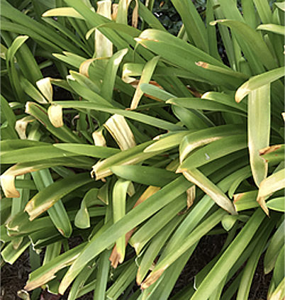 Heat-stress-Excessive-summer-heat-causing-leaf-burnt-on-leaf-tips-of-agapanthus-leaves