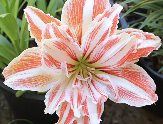 Hippeastrum How to grow hippeastrums from seed to looking after the bulbs