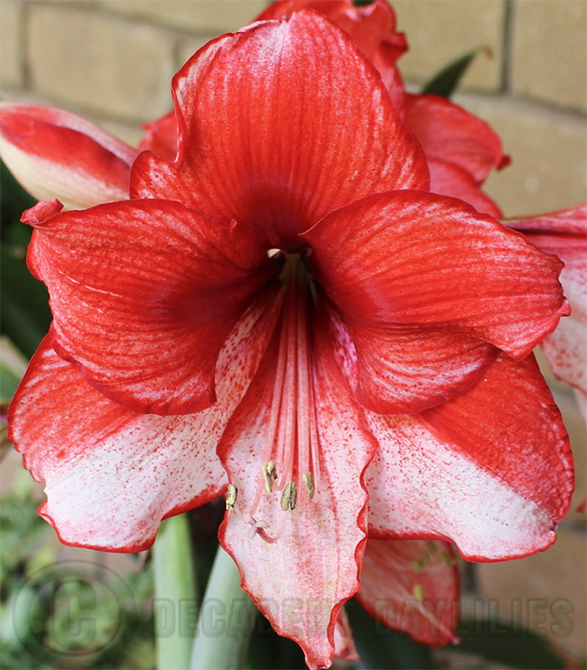 Hippeastrum-are-unique-flowering-plants-grown-from-bulbs-Australia-1